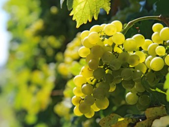 Israel Wine Tours