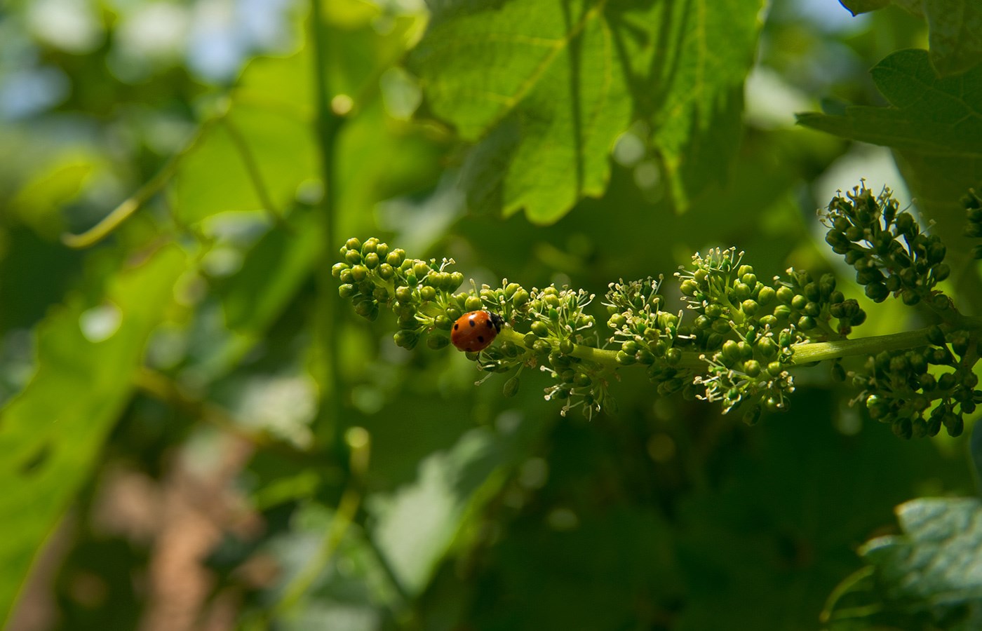 Explore wines from Israel - Taste history!