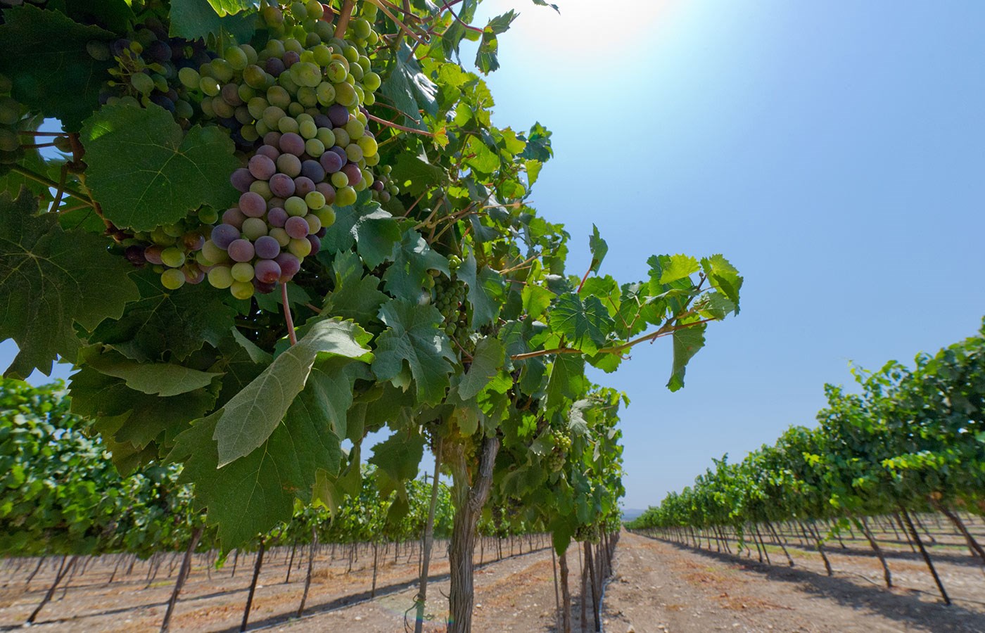 Explore wines from Israel - Taste history!