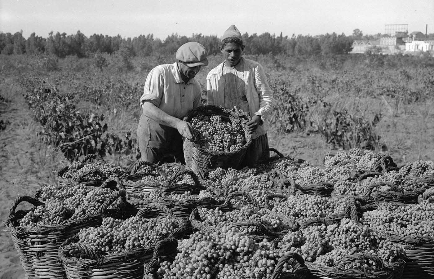 Explore wines from Israel - Taste history!